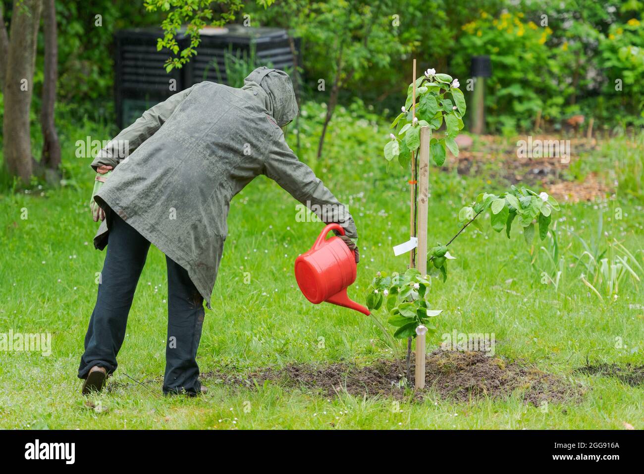Eine Person im Garten wässern kleinen Quitten Baum in der Mitte des Rasens während des Regens mit roten Gießkanne Stockfoto