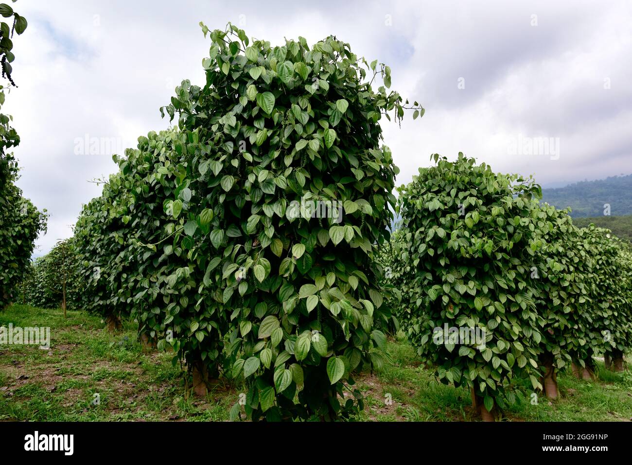Garten Schwarzer Pfeffer - Pflanze mit grünen Beeren und Blättern (Kumily, Kerala, Indien) frische Pfeffermaisbeeren auf einer Pfefferstrebe, Schwarzer Pfeffer Pflanze i Stockfoto