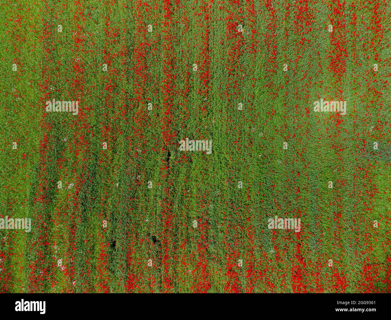 Luftaufnahme des landwirtschaftlichen Feldes mit rot blühenden Mohnblumen in grünen Pflanzen an sonnigen Tagen Stockfoto