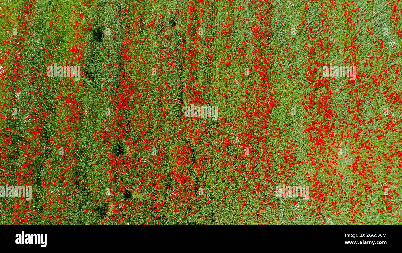 Luftaufnahme des landwirtschaftlichen Feldes mit rot blühenden Mohnblumen in grünen Pflanzen an sonnigen Tagen Stockfoto