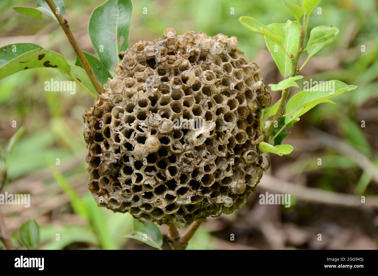 Nahaufnahme der braunen Farbe Honigbiene Kamm mit Blättern und Pflanzen über unscharf grün braunen Hintergrund. Stockfoto