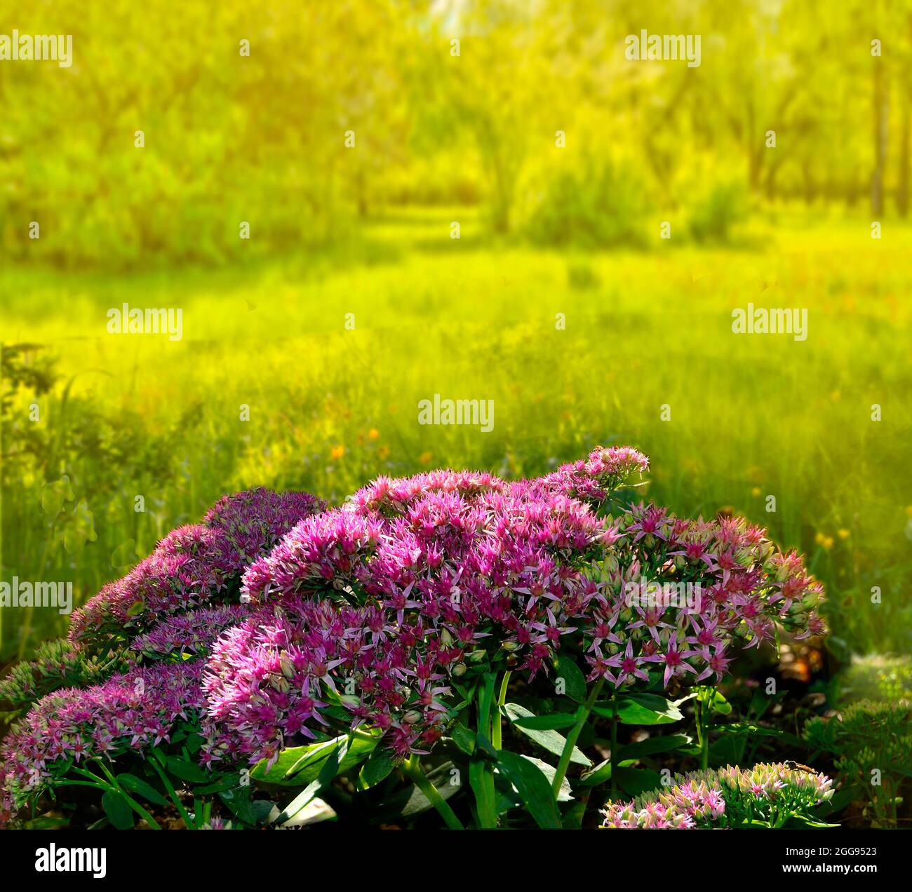 Natürliche sonnige Herbst floralen Hintergrund mit Busch von rosa Blütenstände von saftigen Sedum Blumen close-up, lat. (Hylotephium spectabile) - wunderschön Stockfoto
