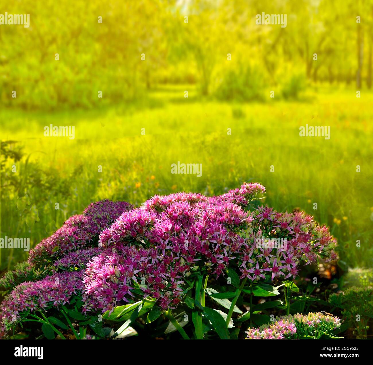Sukkulente mit lila blüten Fotos und Bildmaterial in hoher Auflösung
