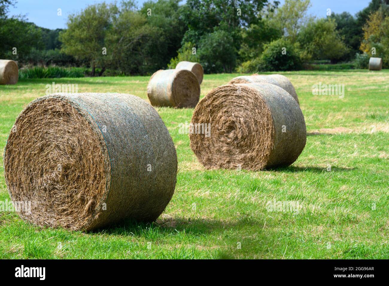 Rollte Heuballen auf einem Feld Stockfoto