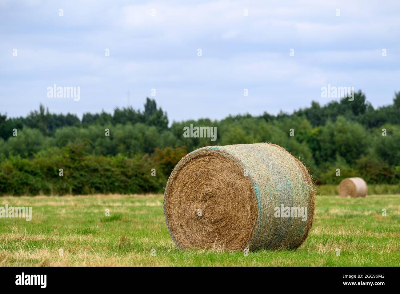 Rollte Heuballen auf einem Feld Stockfoto