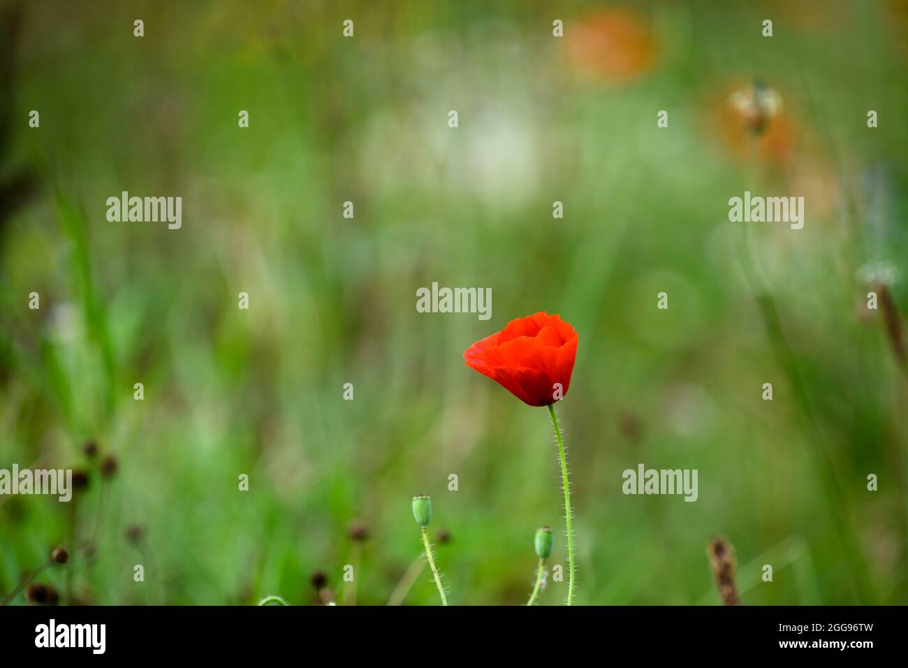 Einzelner roter Mohn auf einer Wiese Stockfoto