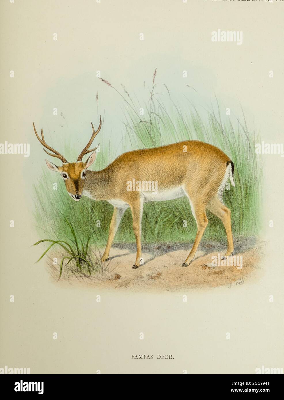 Das Pampas-Hirsch (Ozotoceros bezoarticus) ist eine Art von Hirschen, die in den Graslandschaften Südamerikas in niedrigen Höhen aus dem Buch leben "das Hirsch aller Länder: Eine Geschichte der Familie Cervidae, leben und ausgestorben" von Richard Lydekker, Veröffentlicht in London von ward 1898 Stockfoto