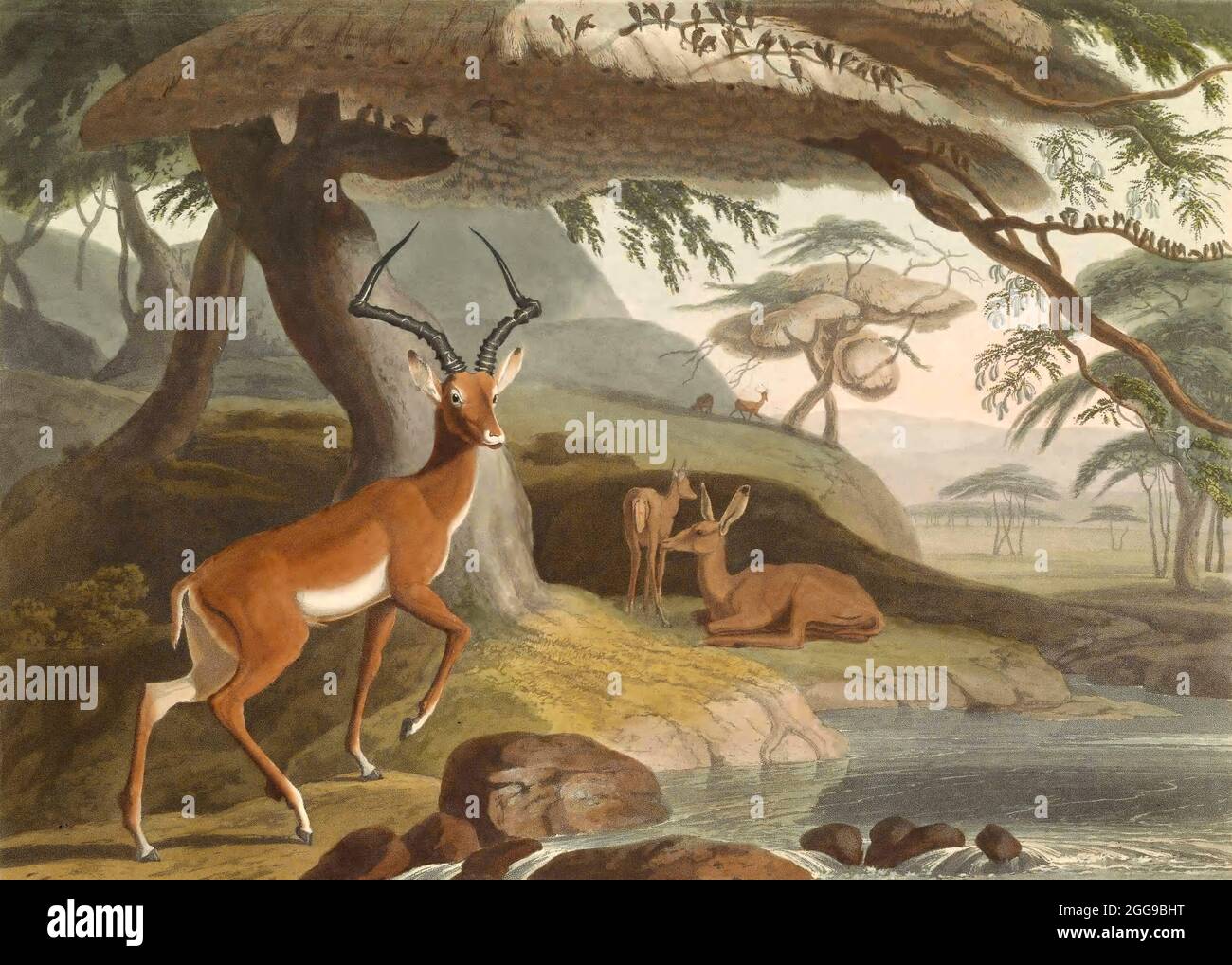 Pallah the Impala (Aepyceros melampus), große südafrikanische Antilope. Handkolorierte Platte aus der Sammlung von 'African Scenery and Animals' von Daniell, Samuel, 1775-1811 und Daniell, William, 1769-1837 veröffentlicht 1804 Stockfoto