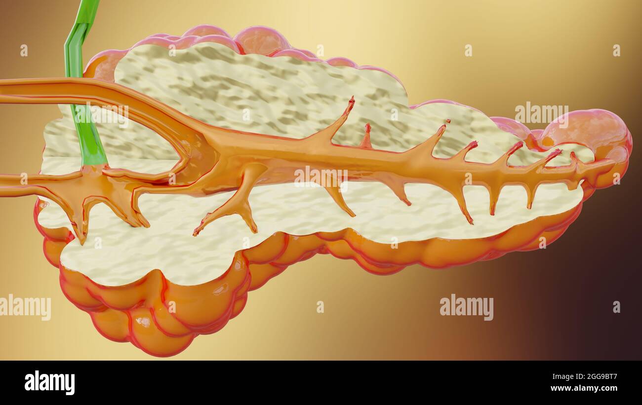 3d-Darstellung der Anatomie der menschlichen Bauchspeicheldrüse, 3D-Reib Stockfoto