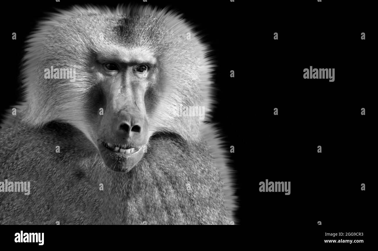 Black And White Baboon Closeup Face Stockfoto