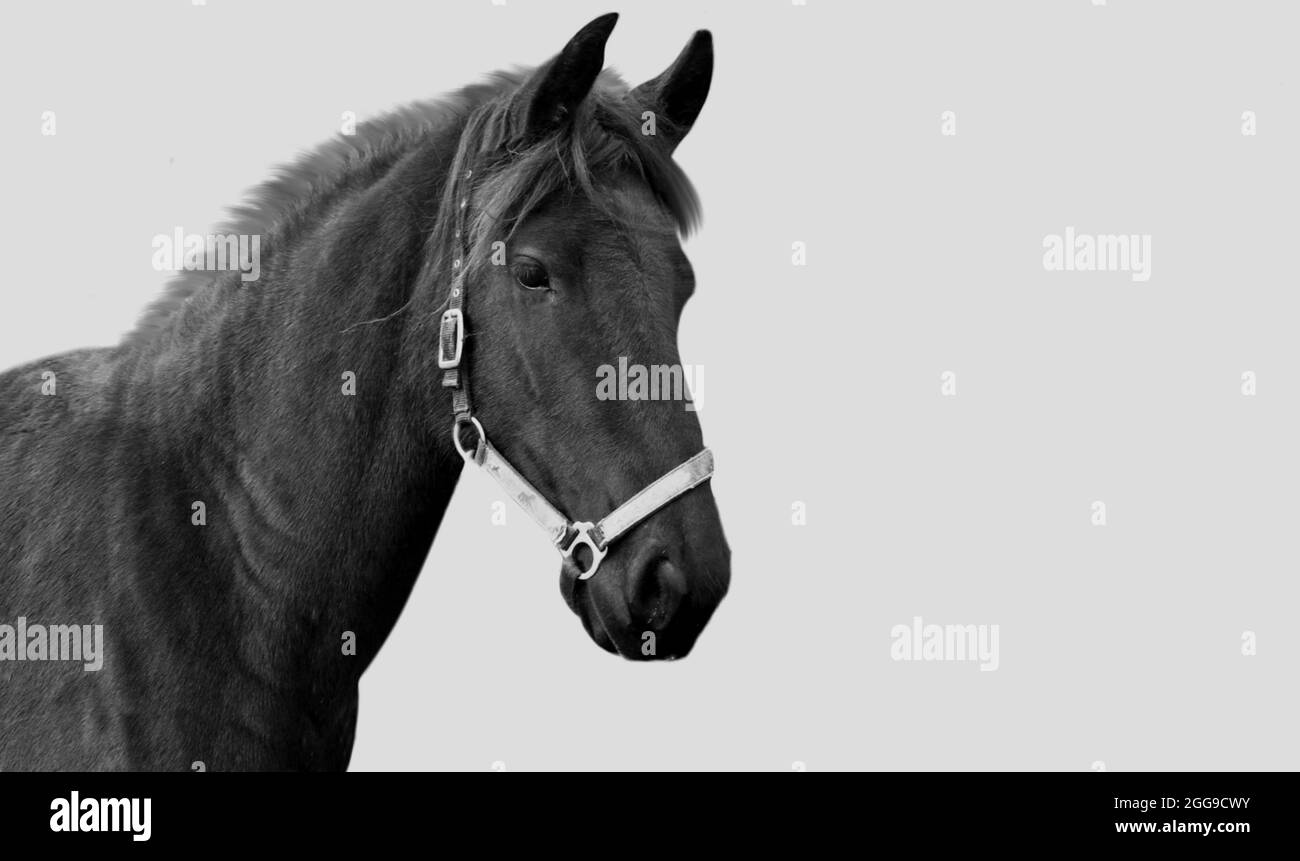 Schönes Schwarzes Pferd Nahaufnahme Gesicht Auf Dem Weißen Hintergrund Stockfoto