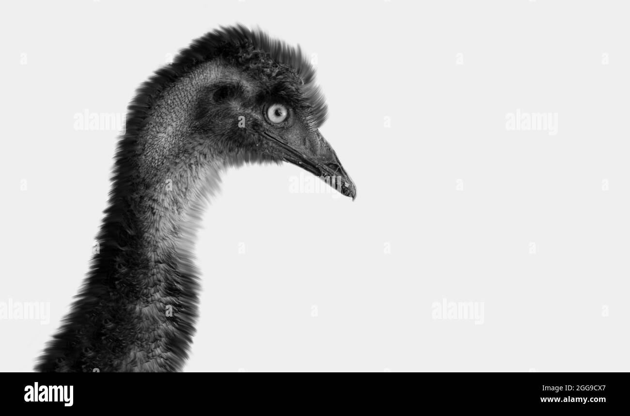 Black Emu Bird Nahaufnahme Auf Dem Weißen Hintergrund Stockfoto