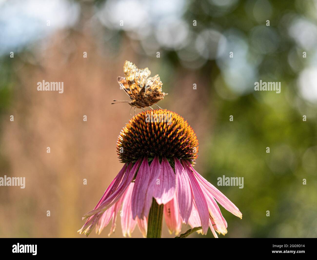 Ein Komma-Schmetterling, der auf einer Echinacea purpurea-Blüte ruht, die von der Sonne beleuchtet wird Stockfoto