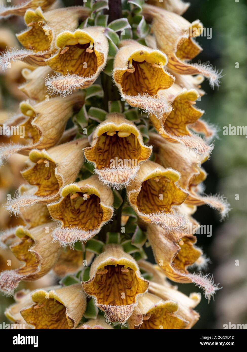 Eine Nahaufnahme eines Teils der kupferfarbenen Blütenspitze von Digitalis ferruginea Stockfoto