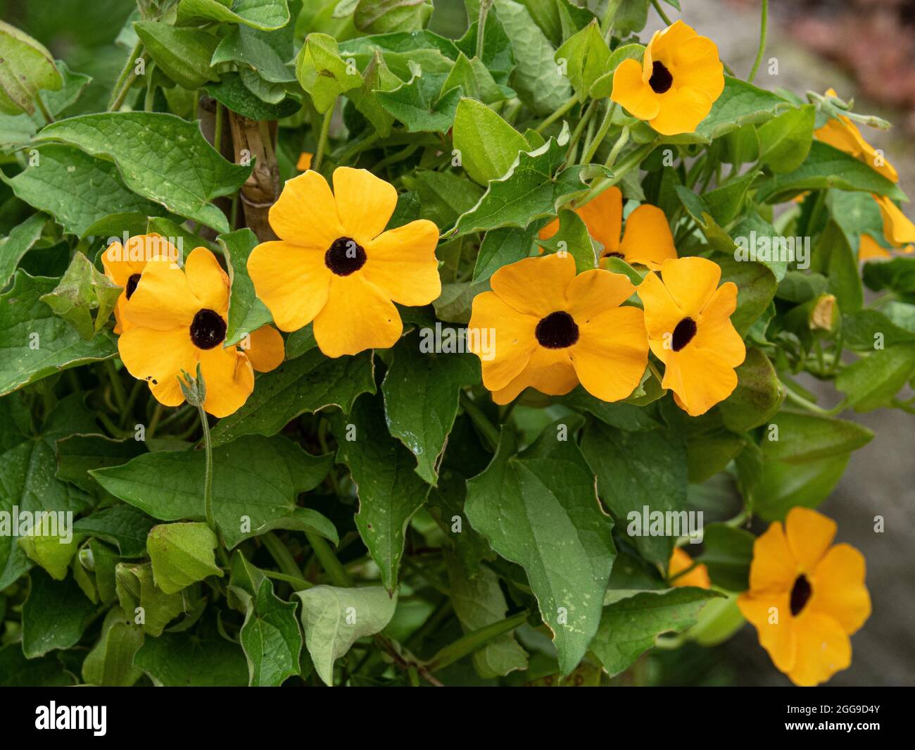Eine Gruppe der gelben Blüten der jährlichen Bergsteigerin Thunbergia alata - Black Eyed Susan Stockfoto