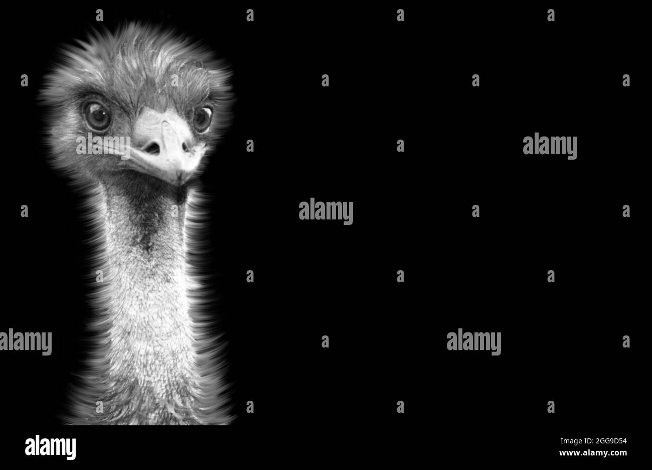 Niedliches Schwarz-Weiß-Emu-Nahaufnahme-Gesicht Auf Dem Schwarzen Hintergrund Stockfoto