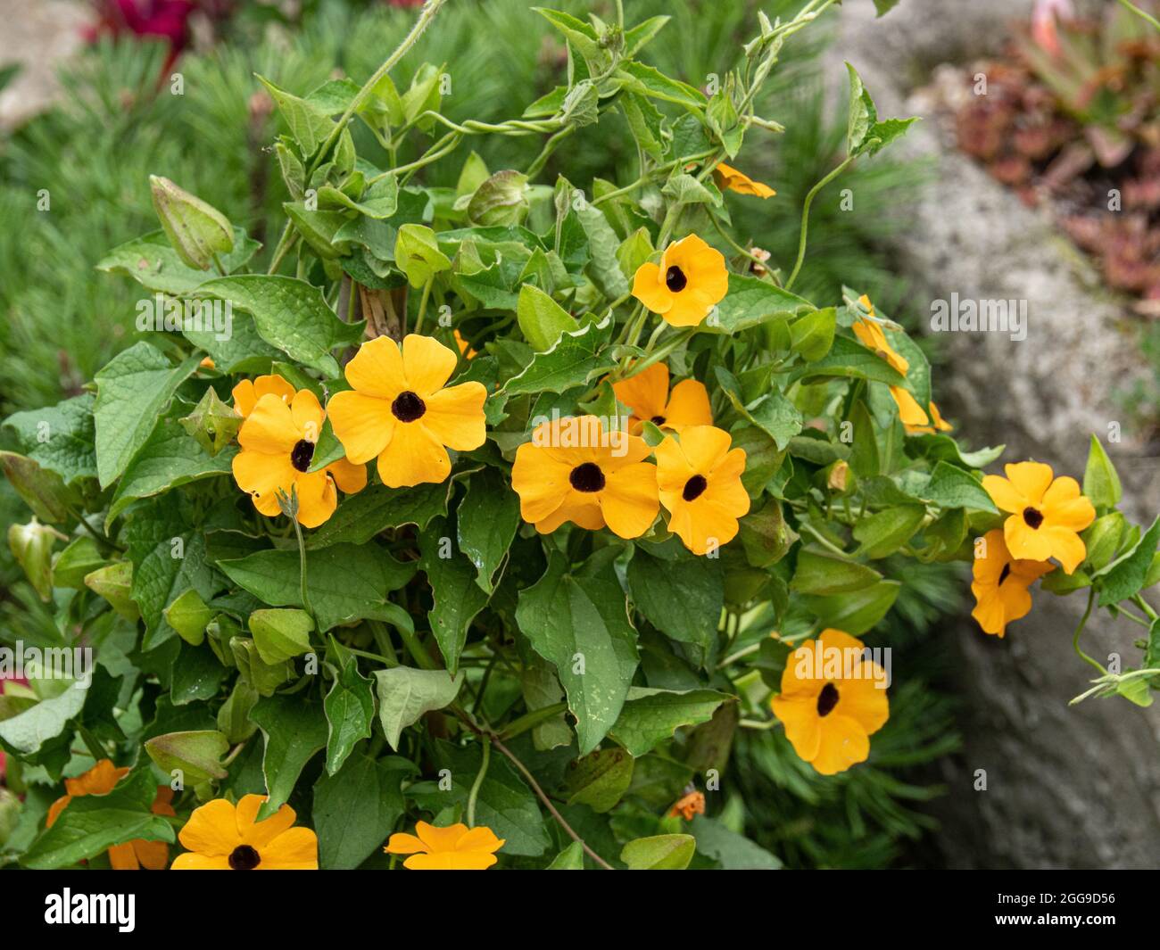 Eine Gruppe der gelben Blüten der jährlichen Bergsteigerin Thunbergia alata - Black Eyed Susan Stockfoto