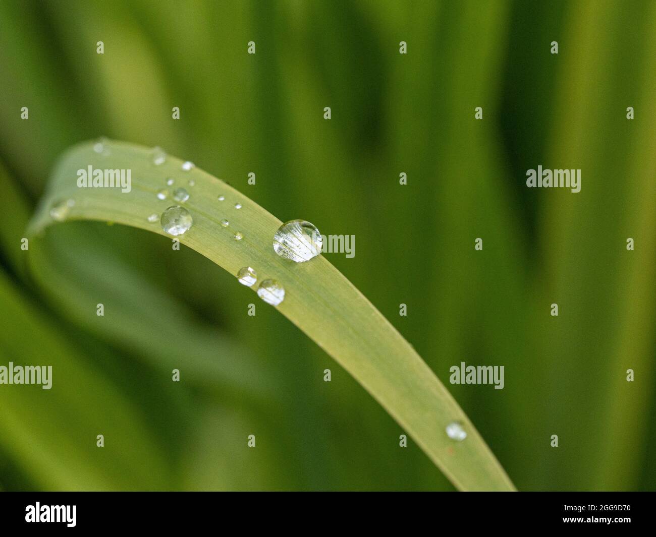 Nahaufnahme einer Gruppe von Wassertröpfchen auf einem Crocosmia-Blatt Stockfoto