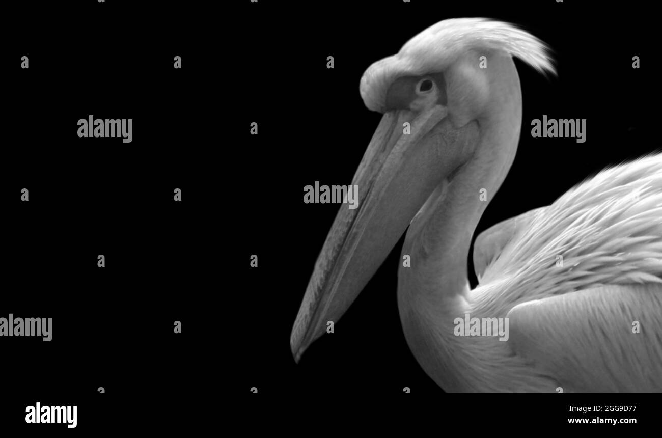 Schwarz Und Weiß Große Weiße Pelikan Vogel Gesicht Stockfoto