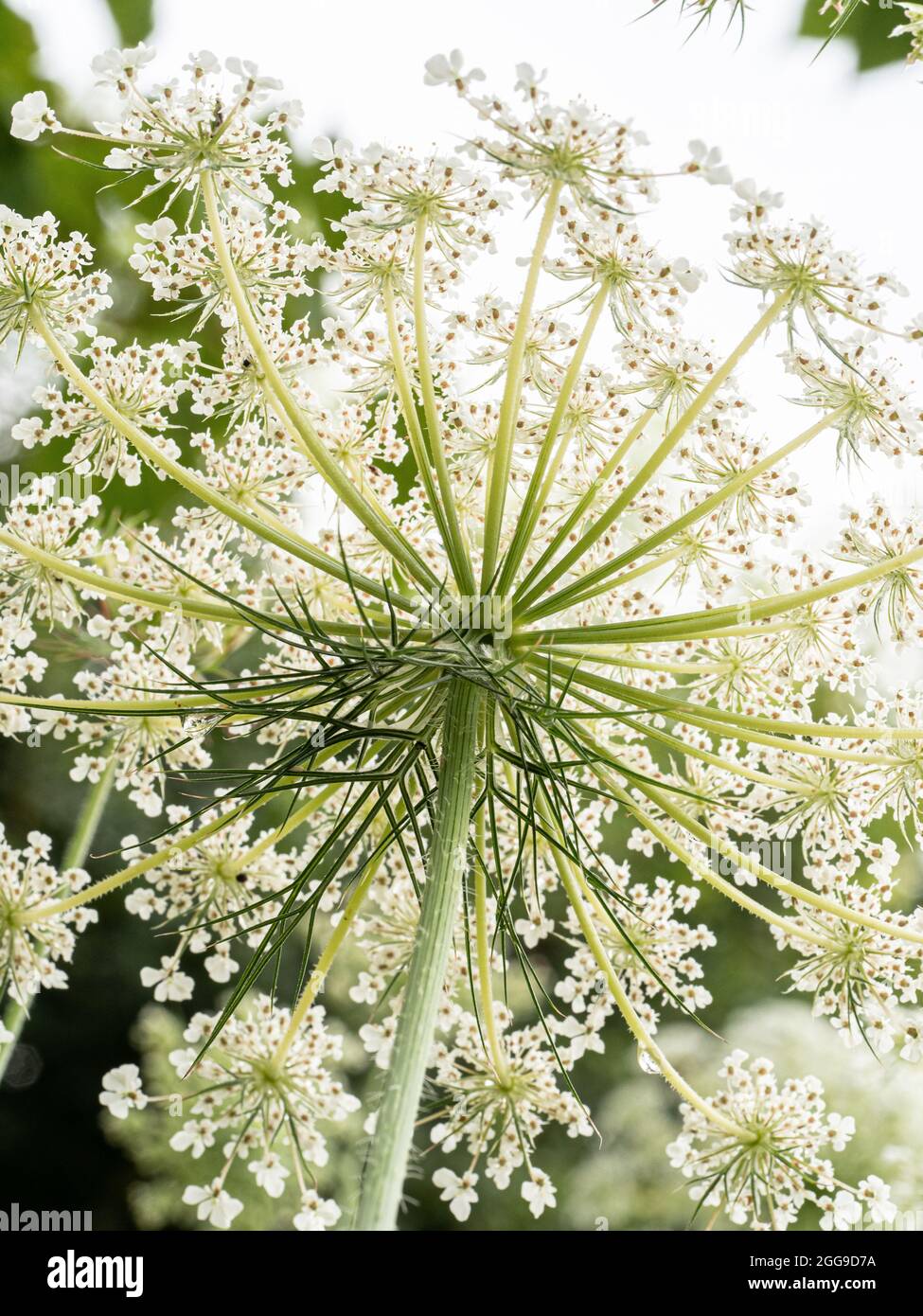 Eine Nahaufnahme der Unterseite einer wilden Karottenblume gegen das Licht, die das zarte Spitzenmuster der Blüten zeigt Stockfoto