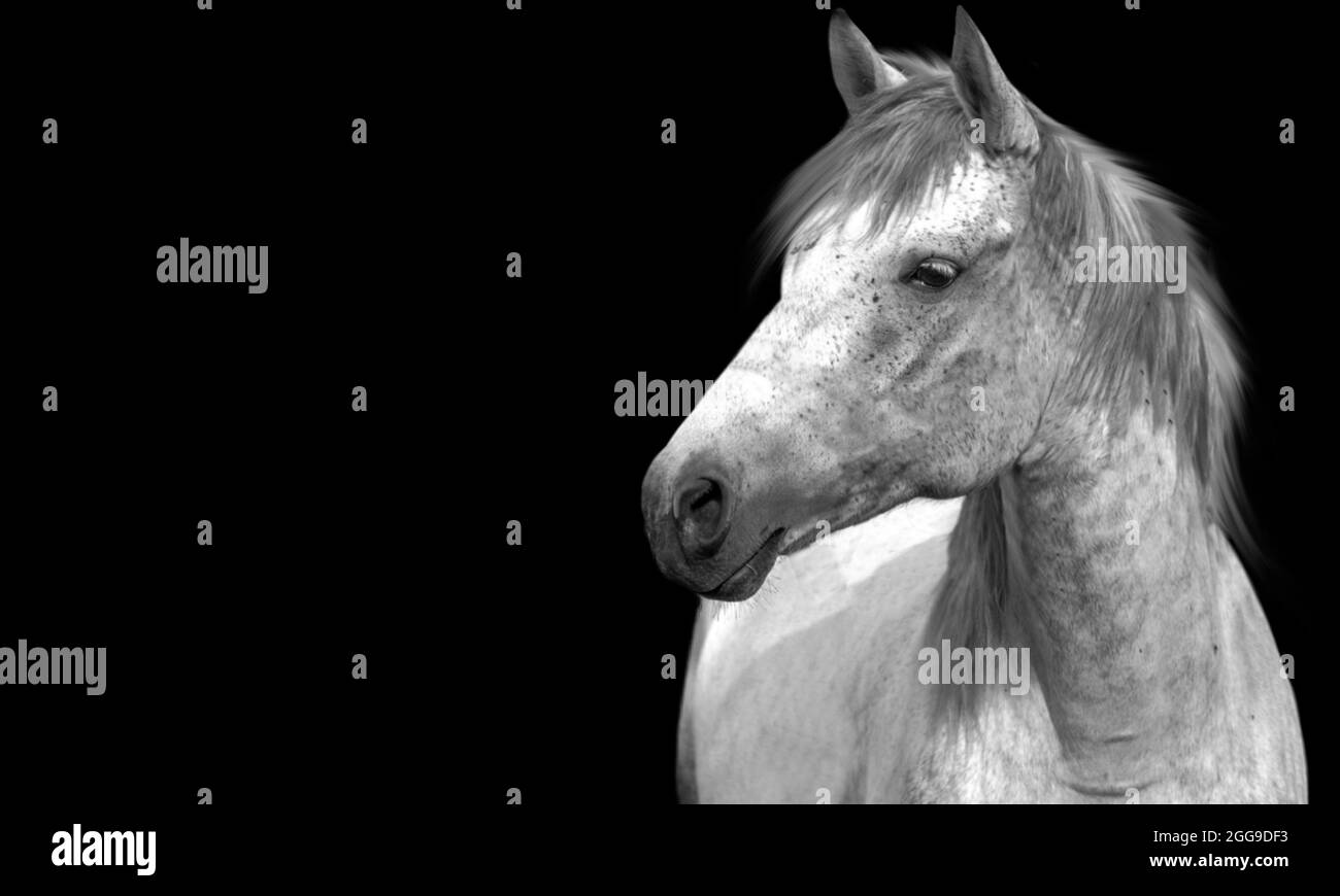 Schönes Weißes Porträt Pferd Nahaufnahme Gesicht In Den Schwarzen Hintergrund Stockfoto