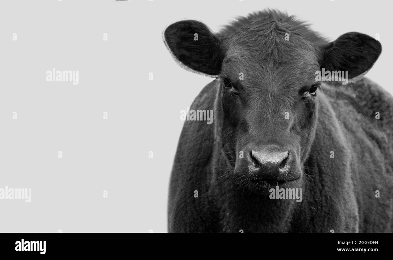 Nahaufnahme Der Schwarzen Kuh Auf Dem Weißen Hintergrund Stockfoto