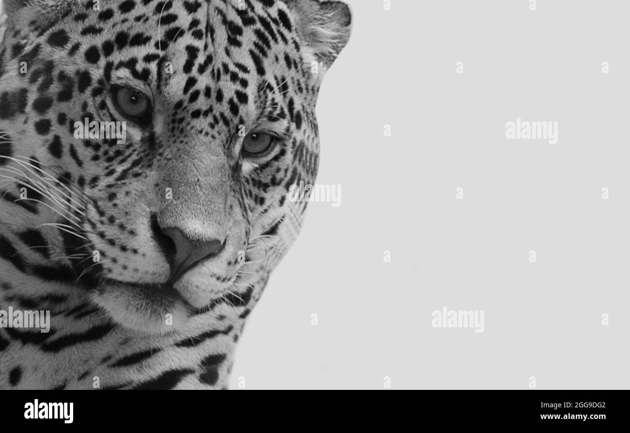Erstaunliches Geparden-Nahaufnahme-Gesicht Auf Dem Grauen Hintergrund Stockfoto