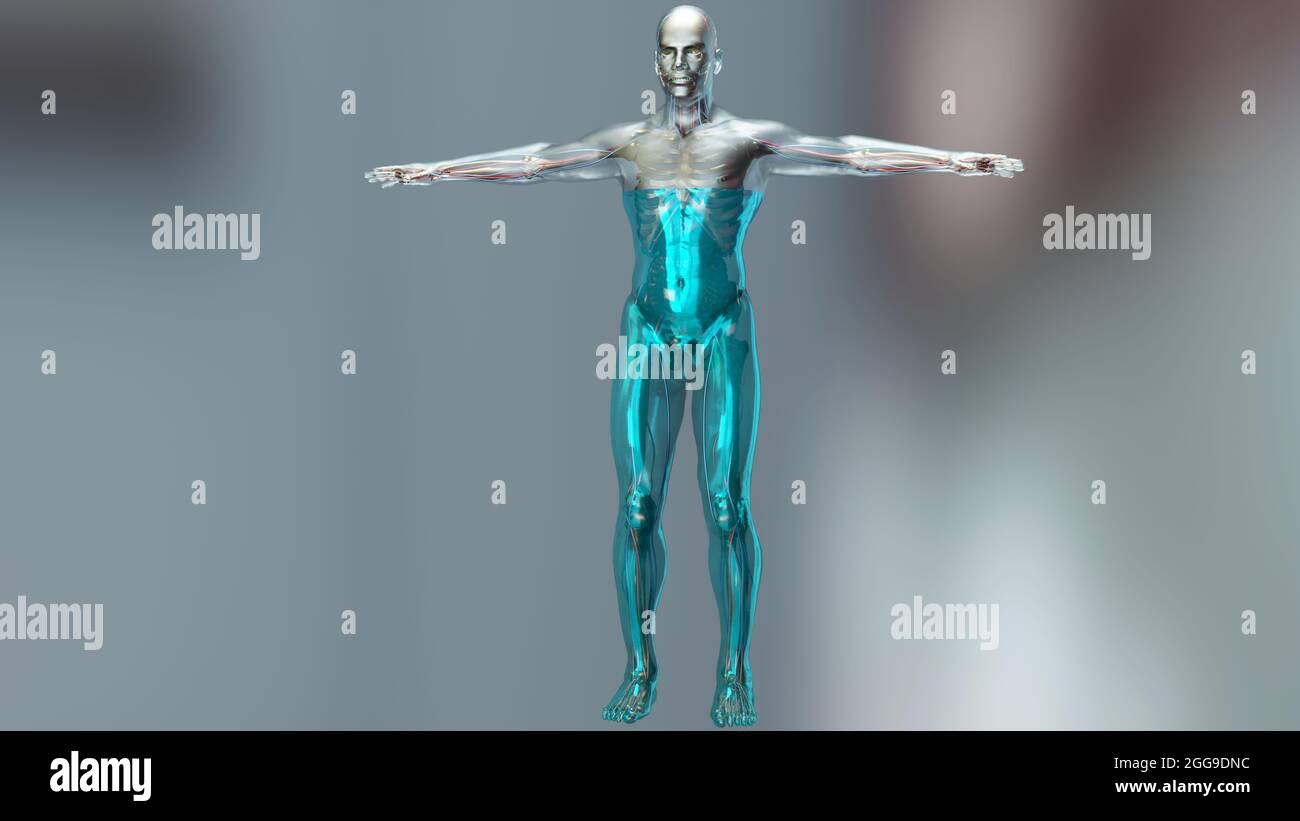 3d-Darstellung des Wasserhaushalten des Körpers, Wasser im menschlichen Körper sind 70 % des menschlichen Körpers Wasser. 3d-Rendering Stockfoto