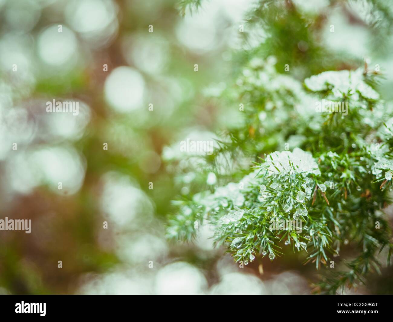 Wassertropfen auf den Blättern Thujas. Schmelzender Schnee oder Tau auf der grünen Thuja mit Wassertropfen, grüner floraler Hintergrund immergrüner Nadelbäume Stockfoto