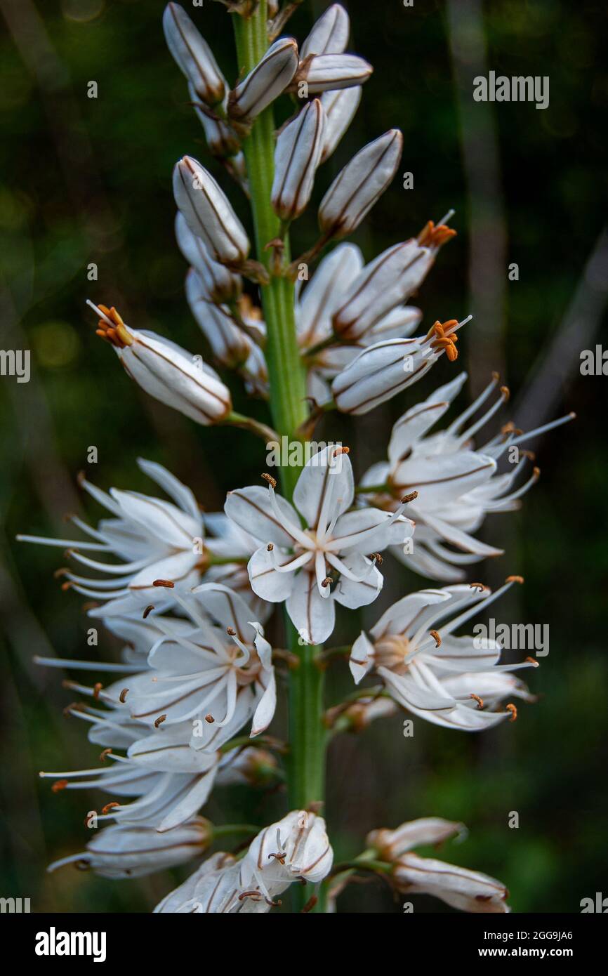 Asphodelus albus. Gamón Stockfoto