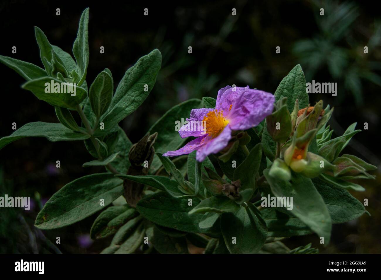 Cistus albidus. Rosa Blüten Stockfoto