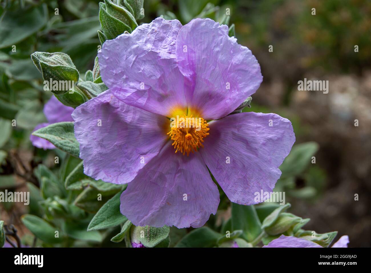 Cistus albidus. Rosa Blüten Stockfoto
