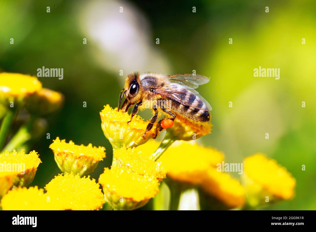 Die Biene sammelt Nektar und Pollen auf einer gelben Blume. APIs mellifera. Nahaufnahme von Insekten. Stockfoto