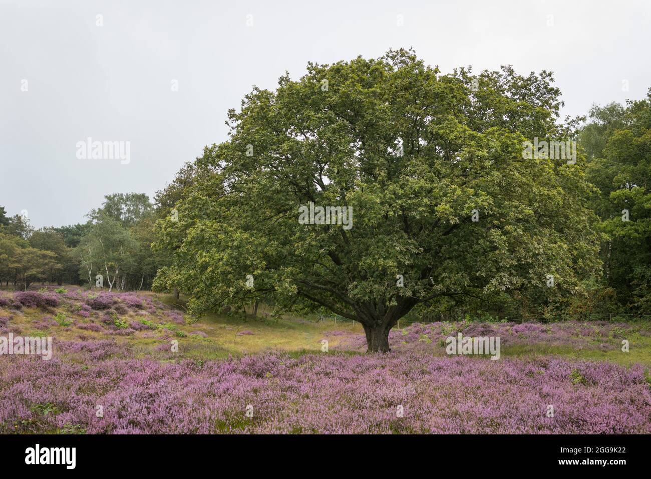 Landschaft mit blühender Heide im Naturschutzgebiet 'Goois Natuurreservaat Zuiderheide' in der Nähe von Laren in den Niederlanden Stockfoto