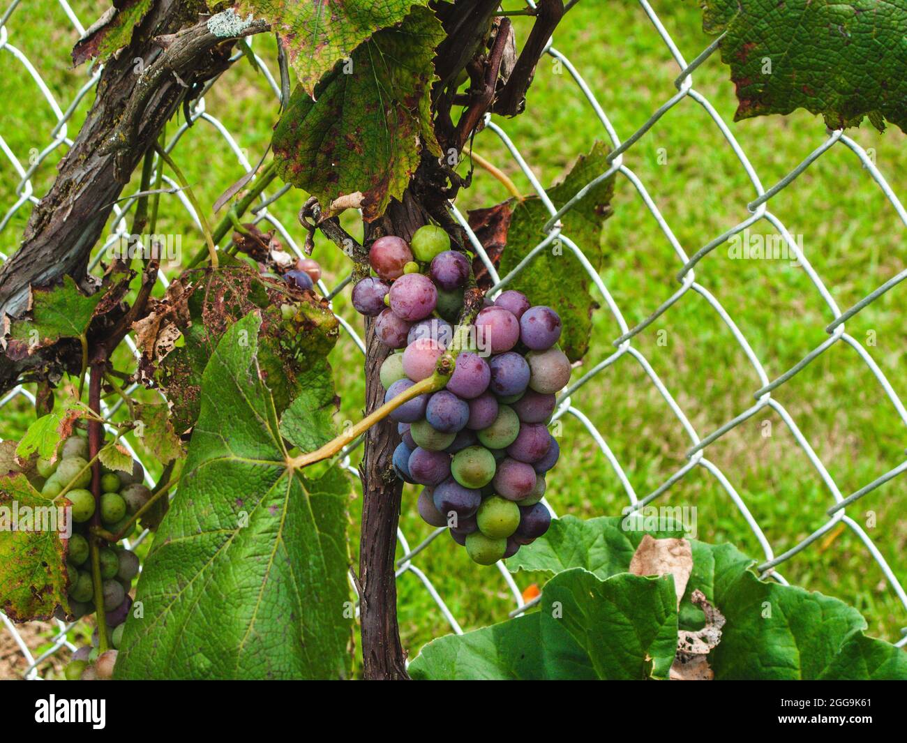 Ein Traubenhaufen, der im Spätsommer auf der Rebe reift Stockfoto