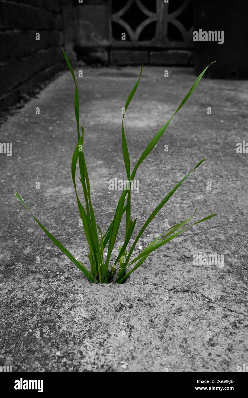 Gras wächst durch Beton. Stockfoto