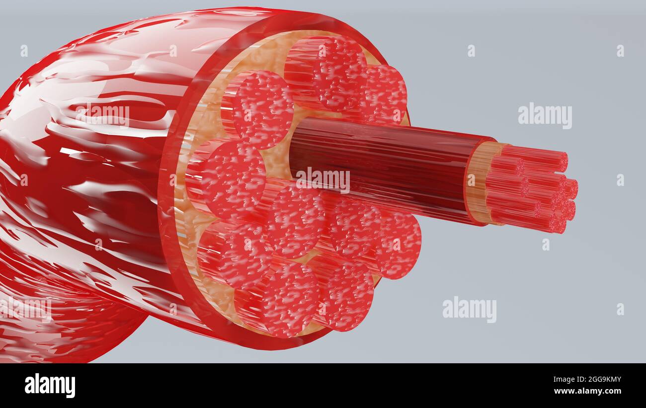 3d Illustration des Muskeltyps: Herzmuskel - Querschnitt durch den Muskel mit sichtbaren Muskelfasern - 3D Rendering Stockfoto