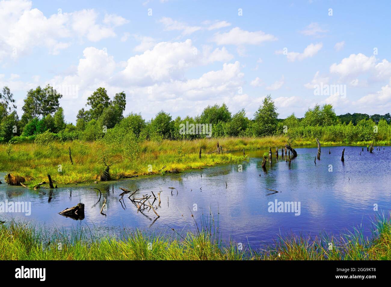 Naturschutzgebiet Diepholzer Moor bei Diepholz. Landschaft in einem Hochmoor. Stockfoto