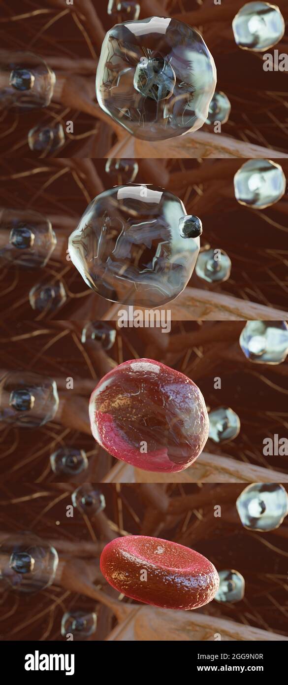 3d-Darstellung von Hämozytoblast, die rote Blutkörperchen, die Bildung von Blutzellen, Stammzellen, Erythrozyten, Leukozyten, Zellkern, Zytoplasma, 3d-Rendering Stockfoto