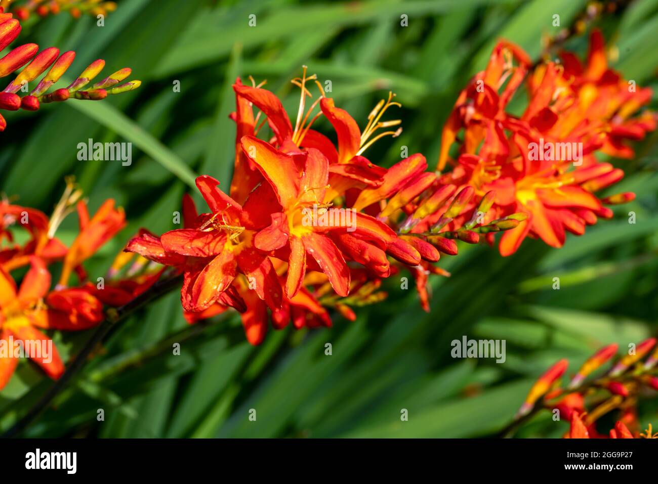 Crocosmia 'Spitfire' eine im Sommer blühende Pflanze mit einer orangeroten Sommerblüte, auch als Montbretia bekannt, Stockfoto Stockfoto