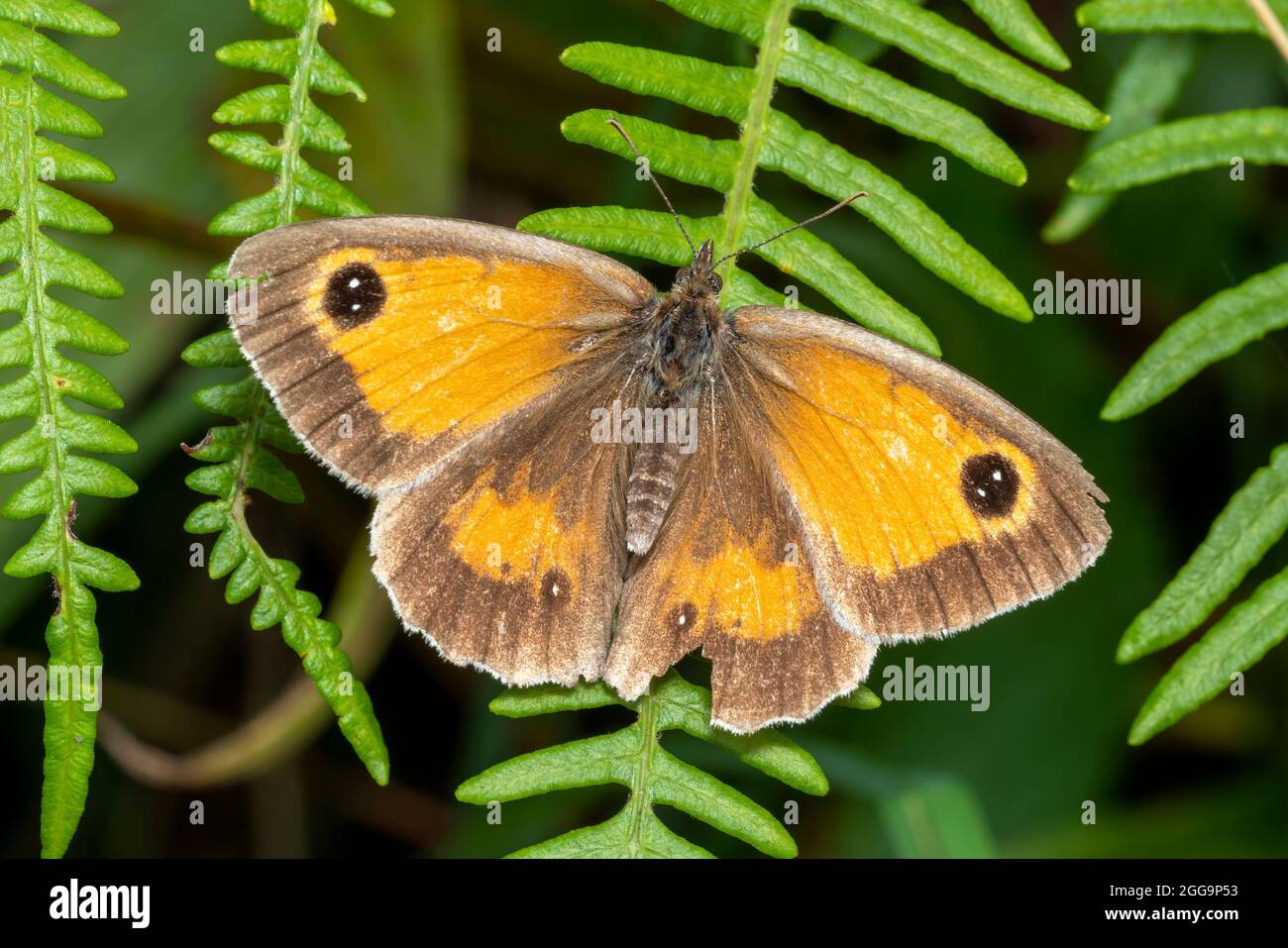 Gatekeeper Butterfly (Pyronia tithonus) ein fliegendes Insekt, das allgemein als Hedge Brown bekannt ist Stockfoto