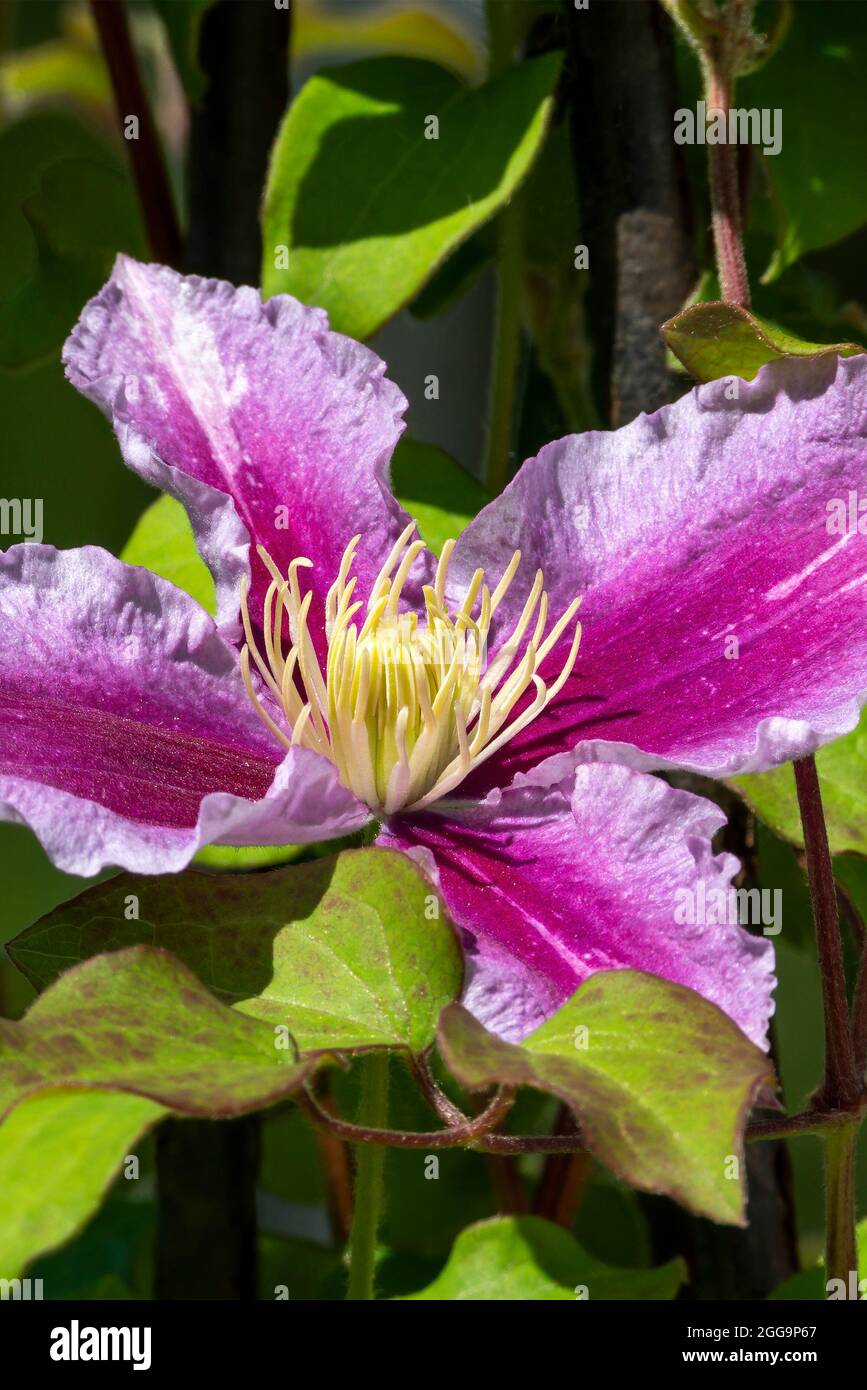 Clematis 'Piilua' frühlingshaft blühende Sommerpflanze mit einer rosa violetten Sommerblume, Stockfoto Stockfoto