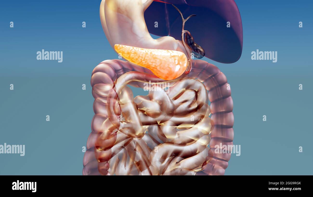 3d-Darstellung der Bauchspeicheldrüse von der Leber bis zur Gallenblase, 3d-Rendering Stockfoto