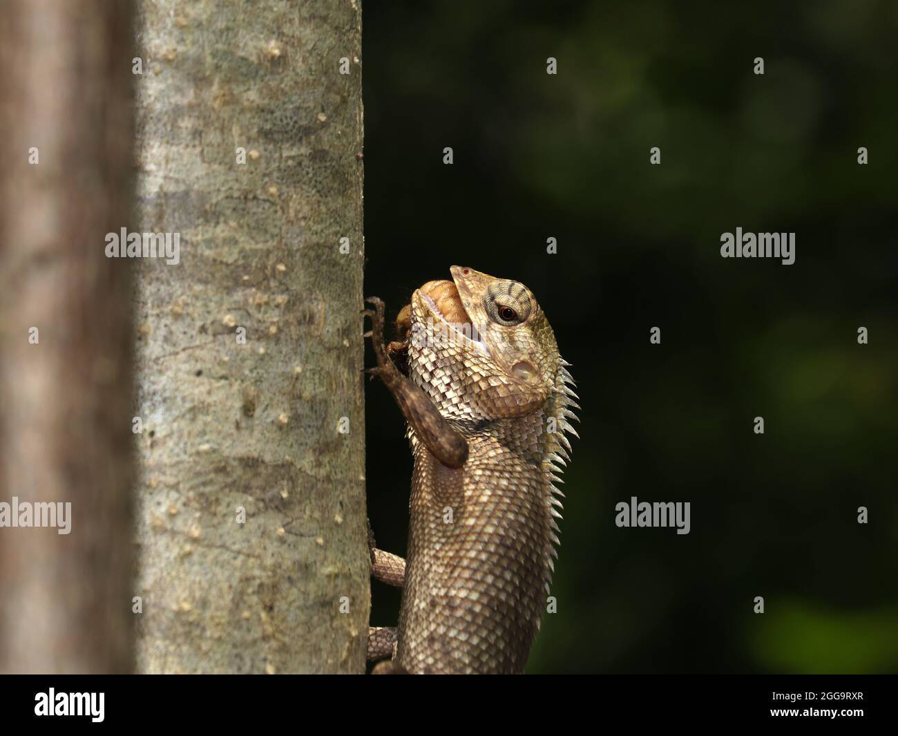 Orientalische Gartenechse (Calotes versicolor), die auf einem Baumstamm steht und in freier Wildbahn auf Beute wartet Stockfoto