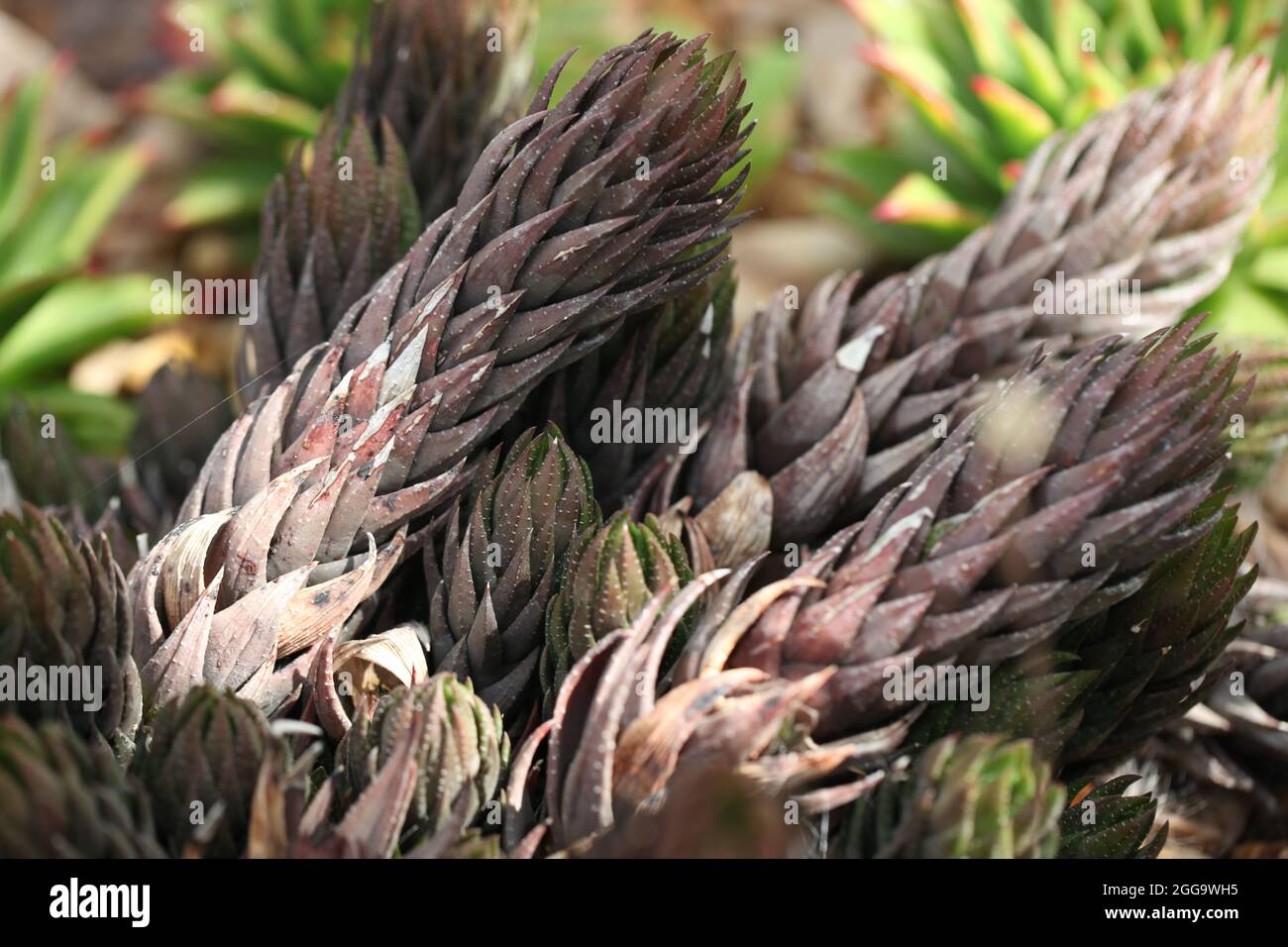 Sukkulenten aus der Nähe von Haworthiopsis coarctata (überlaufene Haworthia) Stockfoto