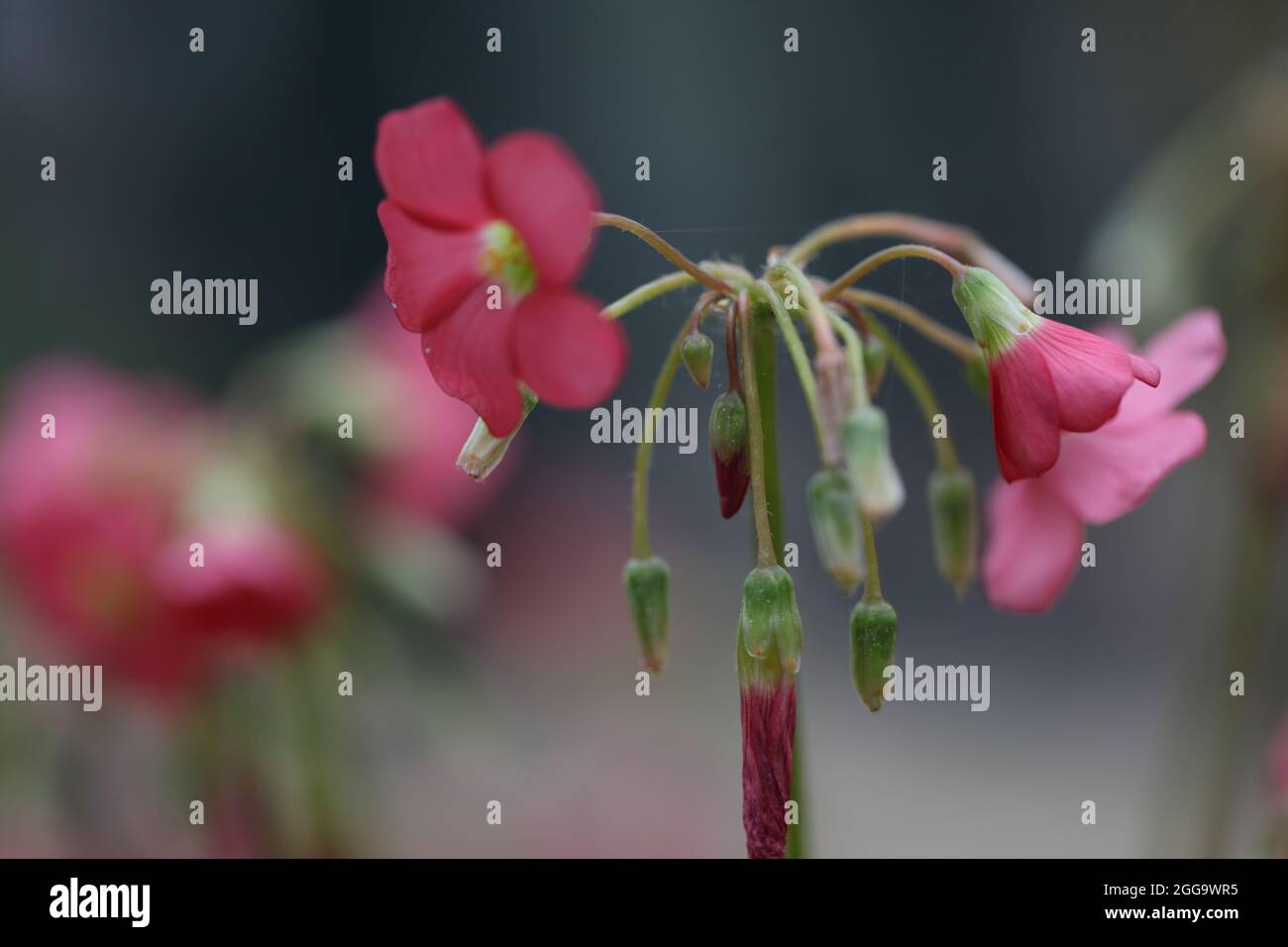 Nahaufnahme eines vierblättrigen rosa Sauerampfer ( Oxalis tetraphylla ) Stockfoto