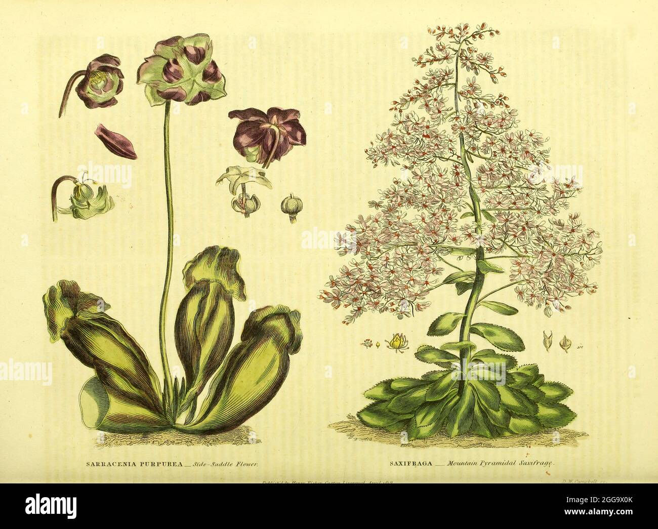 Sarracenia purpurea [Seitensattelblume] Saxifraga [Gebirgspyramidensaxifrage] aus Vol II des Buches das universelle Kräuter- : oder botanische, medizinische und landwirtschaftliche Wörterbuch : enthält einen Bericht über alle bekannten Pflanzen der Welt, geordnet nach dem linneanischen System. Angabe der Verwendungszwecke von Thomas Green, Veröffentlicht 1816 von Nuttall, Fisher & Co. In Liverpool und gedruckt bei der Caxton Press von H. Fisher Stockfoto