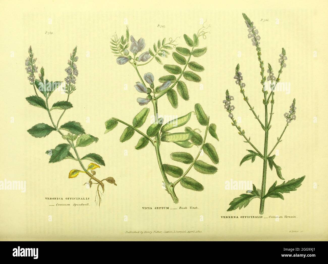 Veronica officinalis [Common Speedwell] Vicia sepium [Bush Vetch] Verbena officinalis [Common Vervain] aus Vol II des Buches The Universal Herbal : oder botanisches, medizinisches und landwirtschaftliches Wörterbuch : enthält einen Bericht über alle bekannten Pflanzen der Welt, geordnet nach dem Linneanischen System. Angabe der Verwendungszwecke von Thomas Green, Veröffentlicht 1816 von Nuttall, Fisher & Co. In Liverpool und gedruckt bei der Caxton Press von H. Fisher Stockfoto