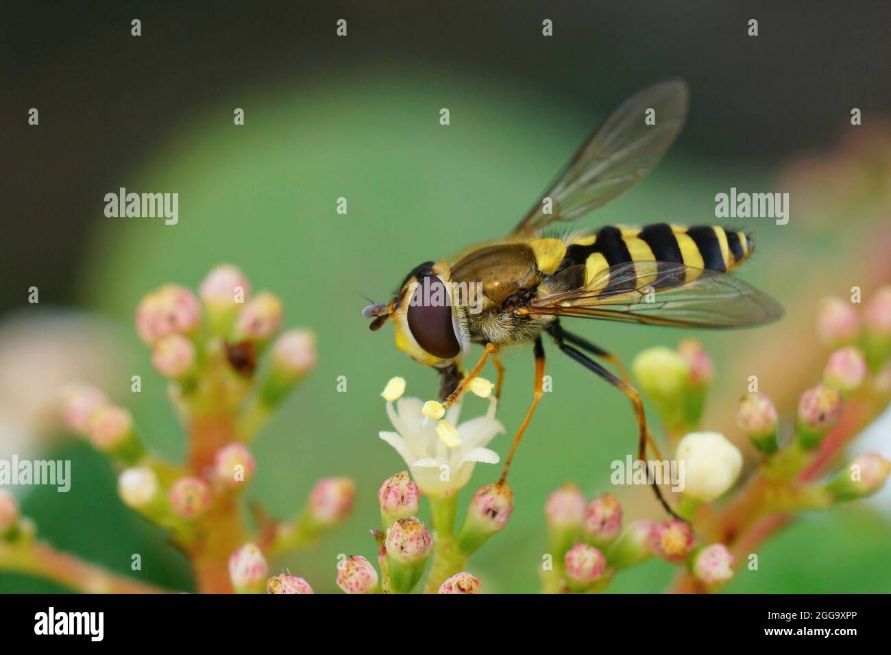 Nahaufnahme des Glassflügelsiprhus, Syrphus vitripennis, auf einem Stockfoto