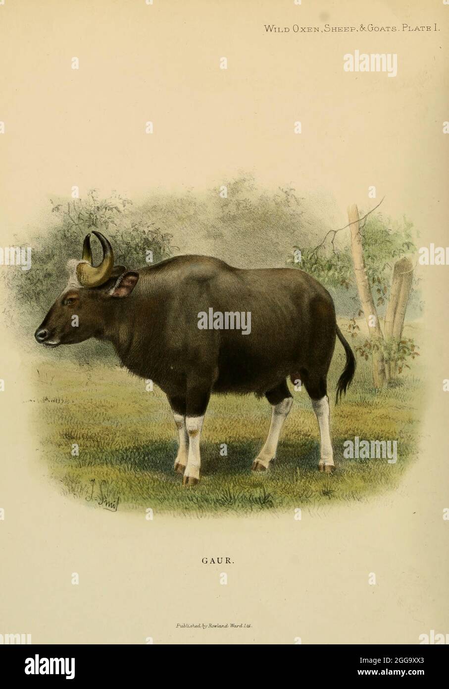 Der Kaur (Bos gaurus), auch bekannt als der indische Wisent, ist ein Rind aus Süd- und Südostasien, Farbdarstellung aus dem Buch "Wilde Ochsen, Schafe und Ziegen aller Länder, lebende und ausgestorbene" von Richard Lydekker (1849-1915) Veröffentlicht 1898 von Rowland ward, London Stockfoto